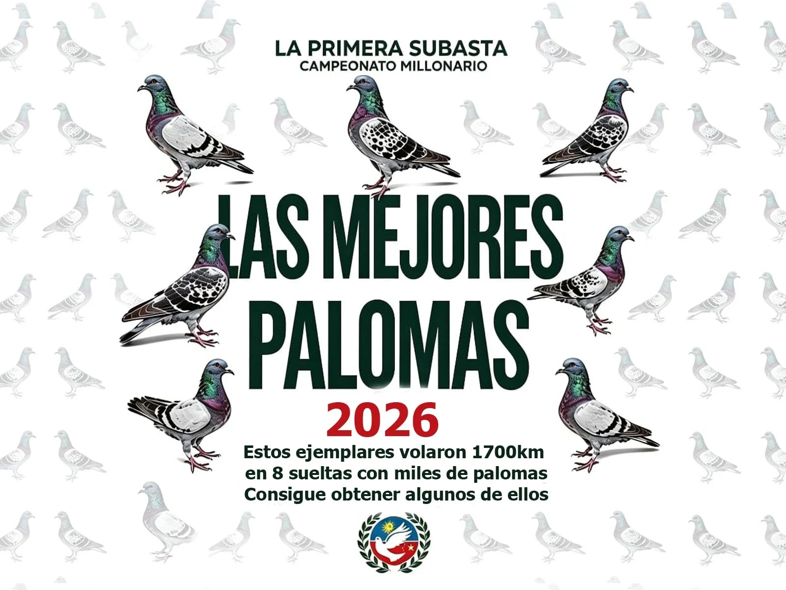 LAS MEJORES PALOMAS DEL AÑO!