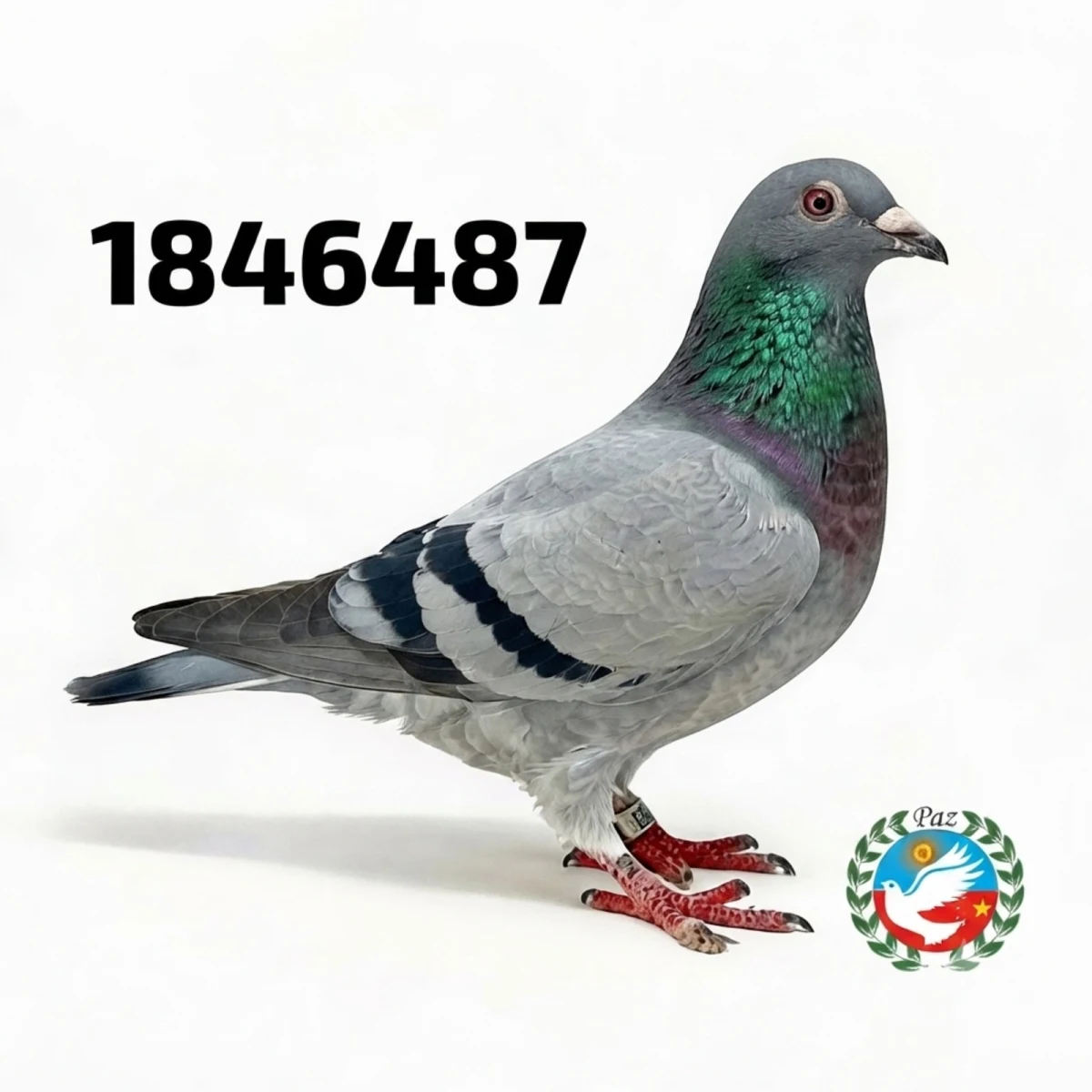 1846487-25 FCA