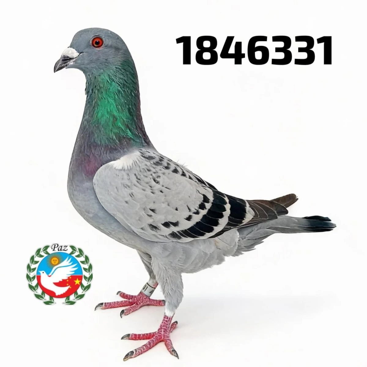 1846331-25 FCA