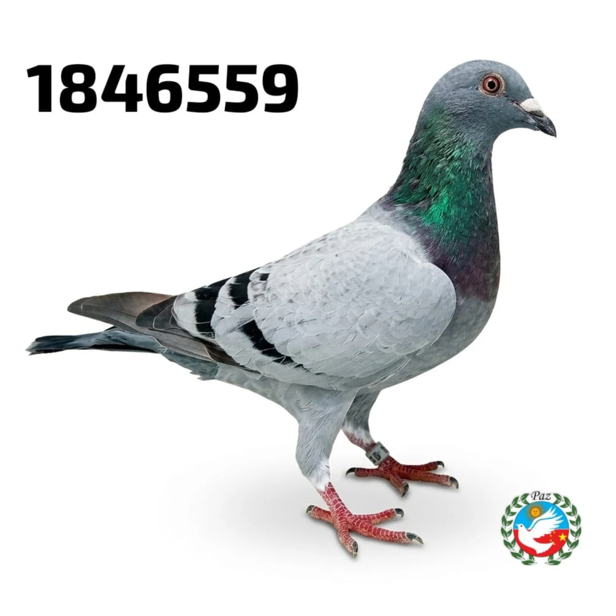 123559-26 FCA
