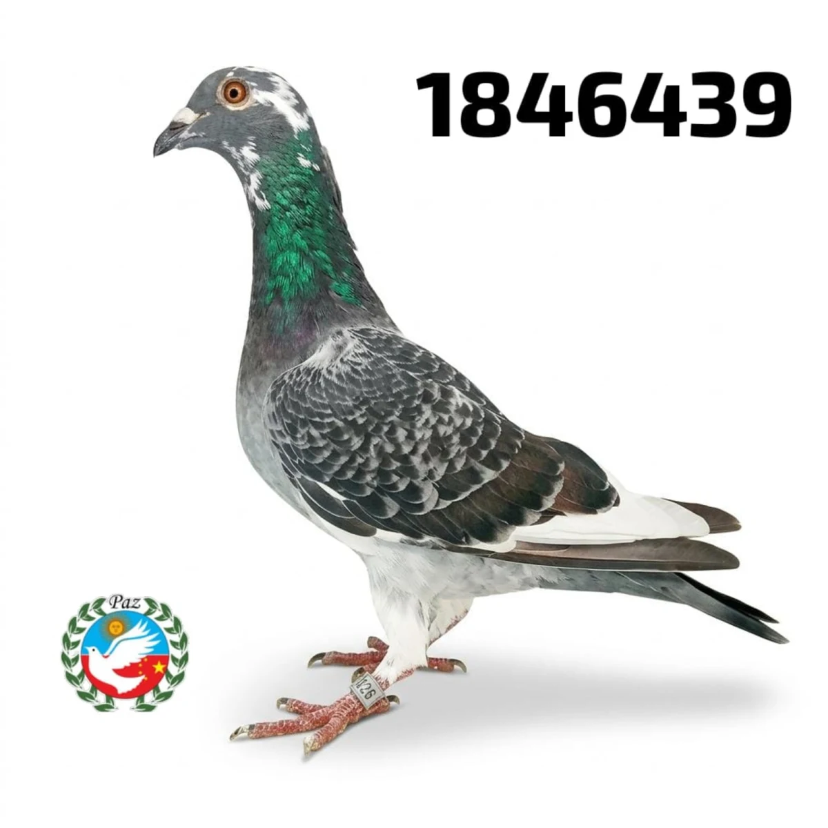 123439-26 FCA