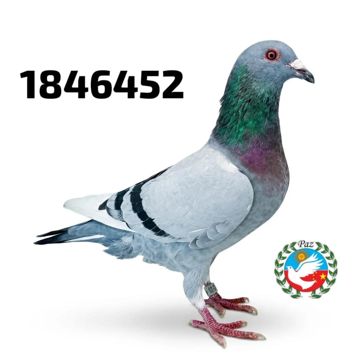 123452-26 FCA