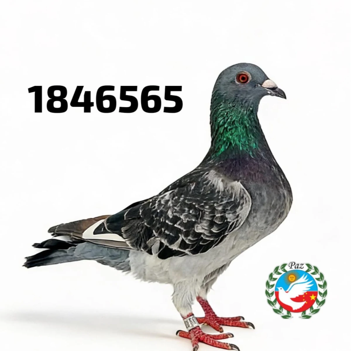 123565-26 FCA