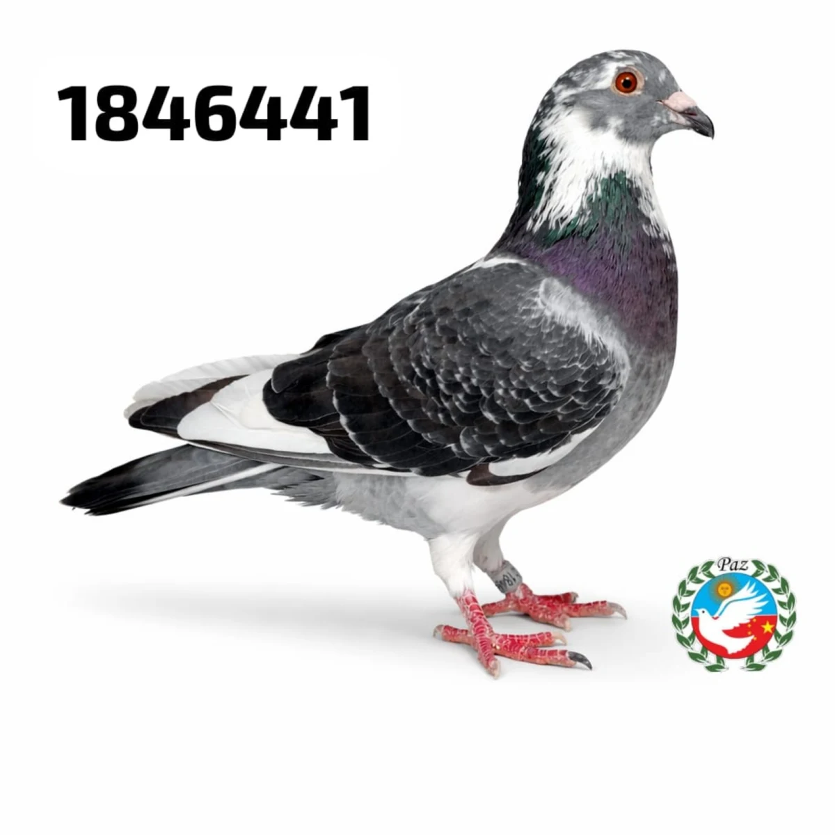 123441-26 FCA