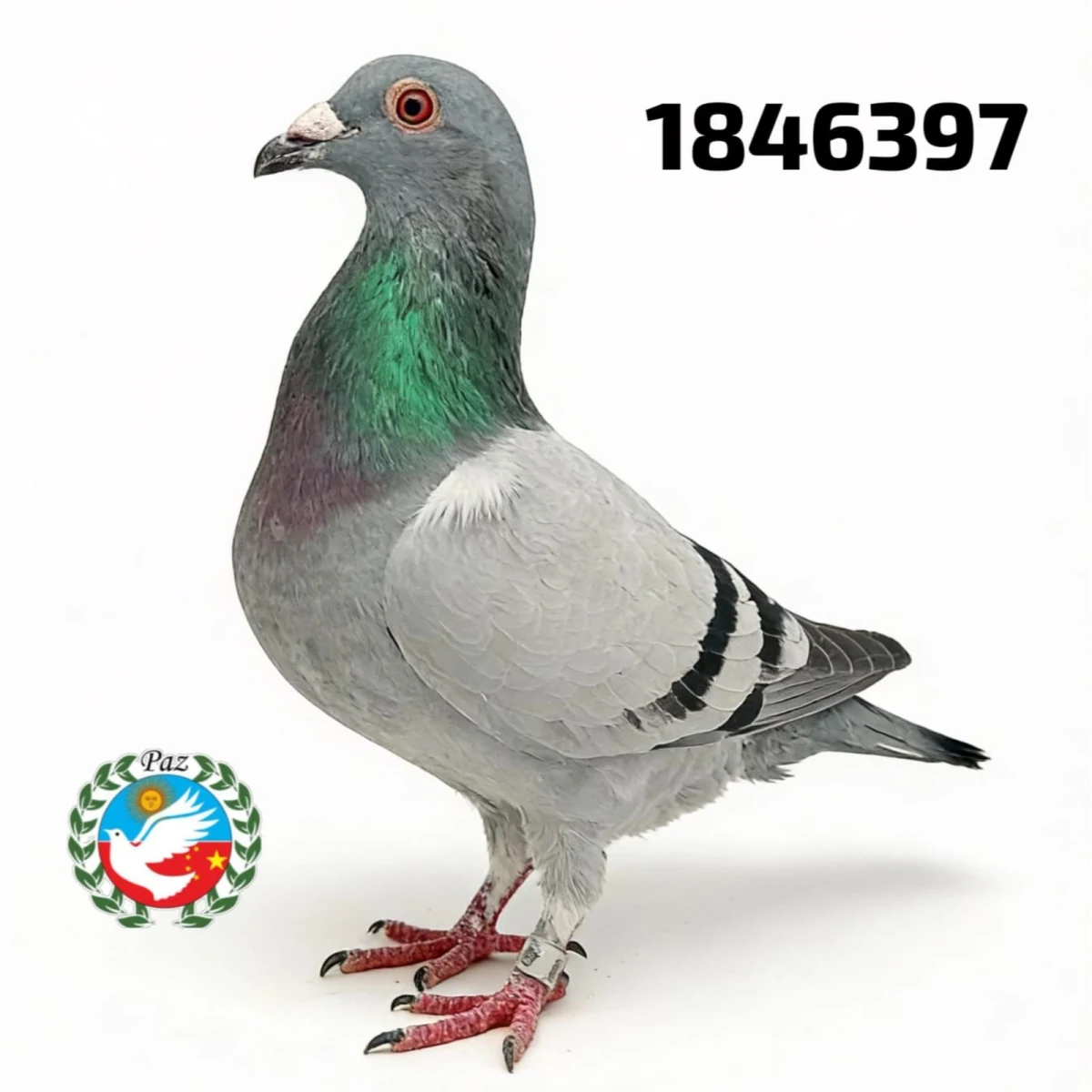 123397-26 FCA