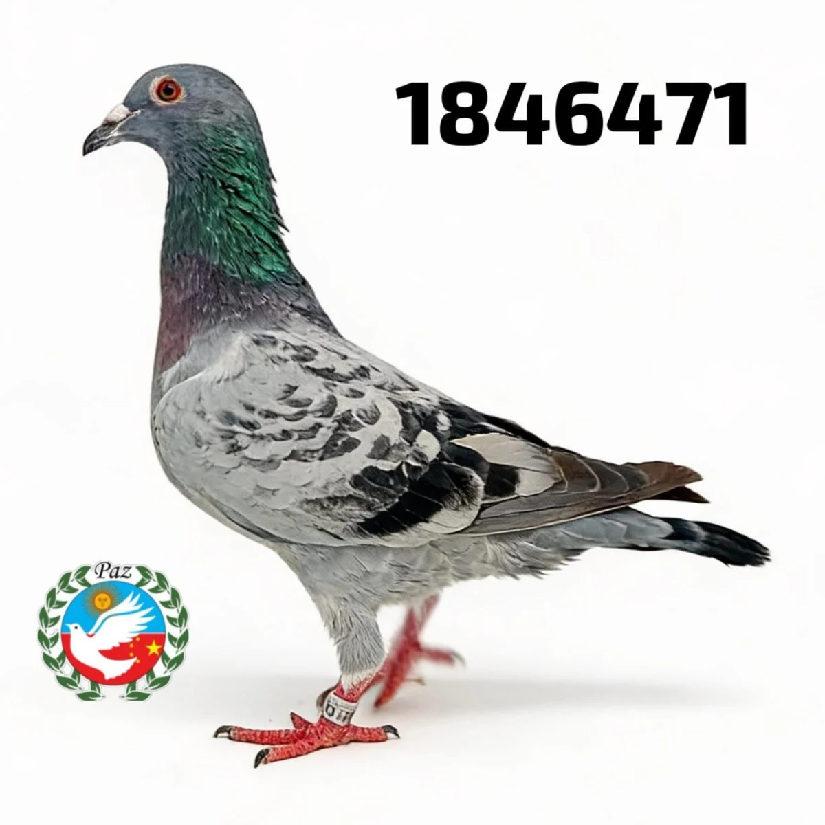 123471-26 FCA
