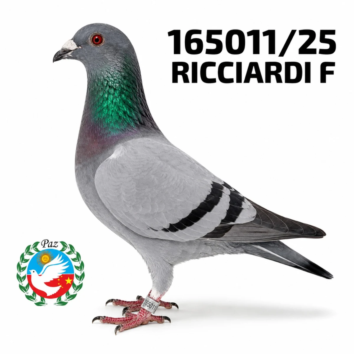 165011-25 UR