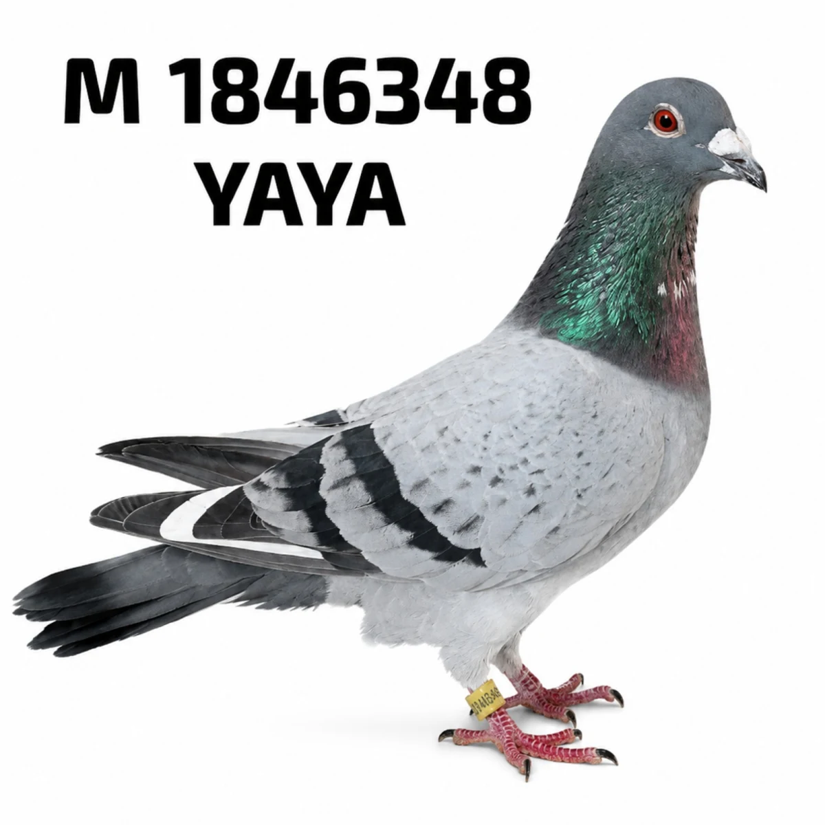 1846348-25 FCA