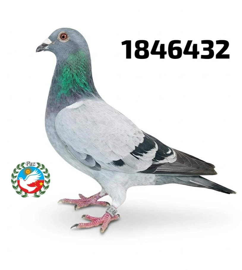 1846432-25 FCA