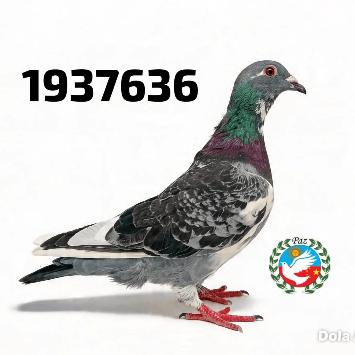 1937636-25 FCA